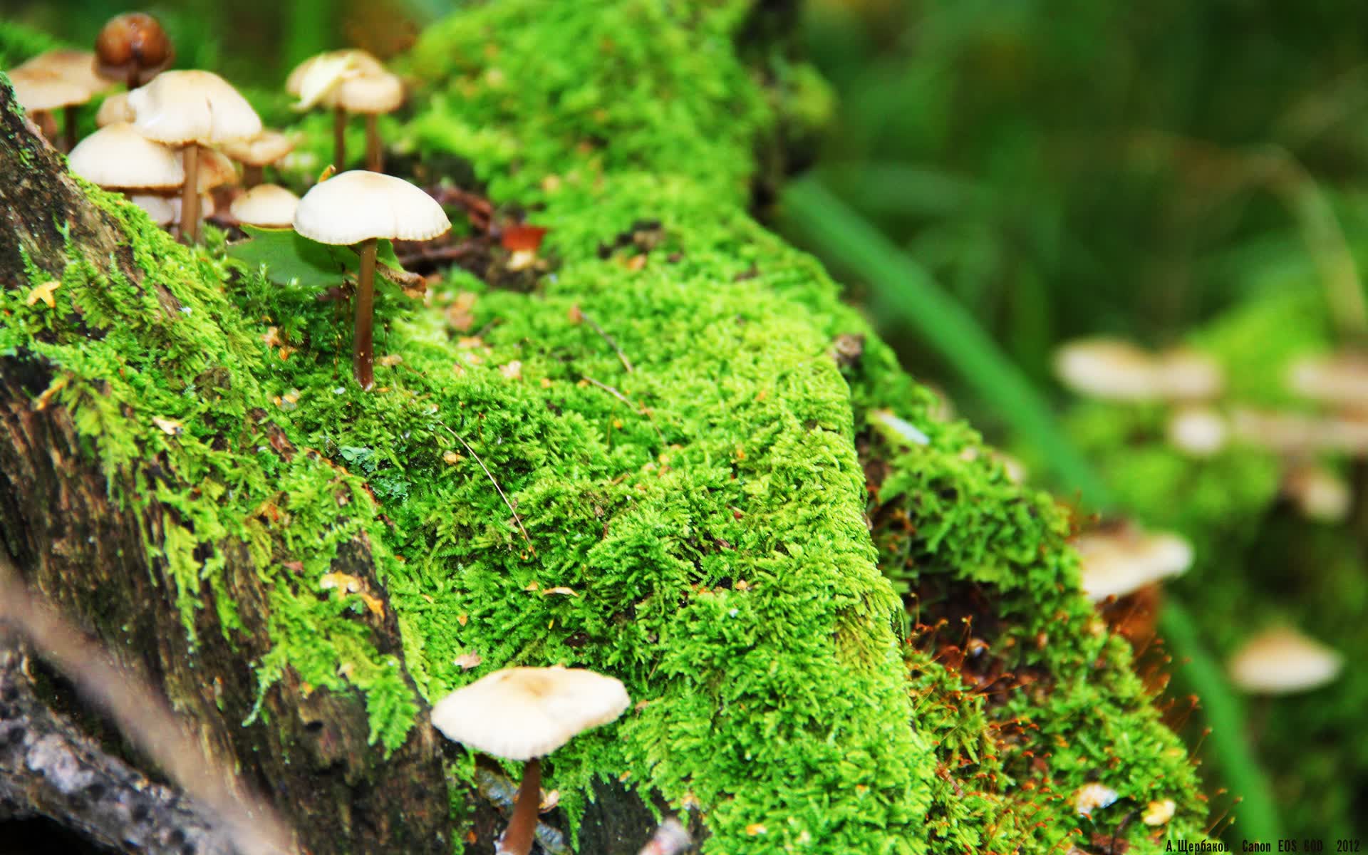 世界体操单项赛赛场康复设备普及至基层俱乐部，世界体操大赛包括
